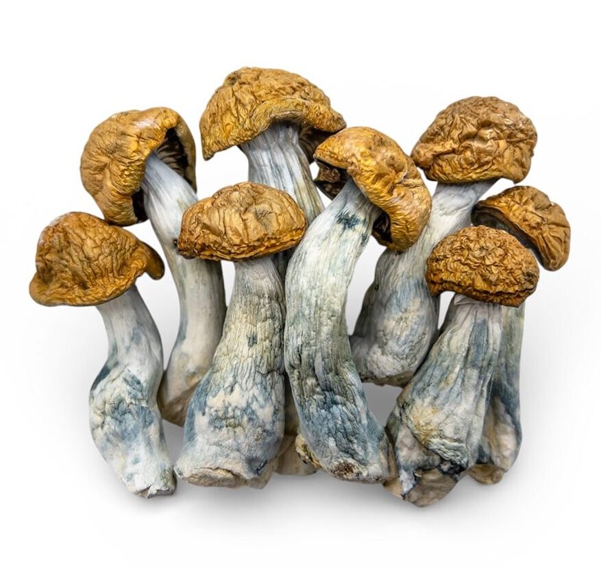 makilla-gorilla-shrooms-0128-e1769627974586 makilla gorilla shrooms