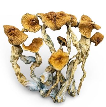 malabar shrooms