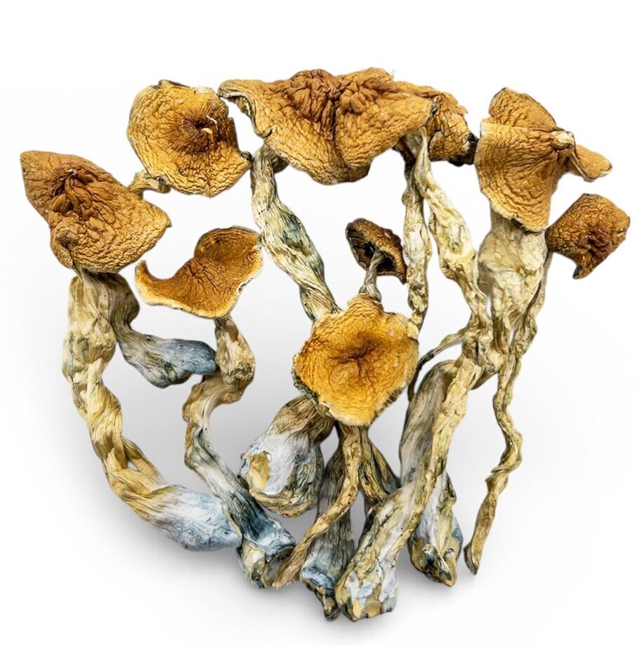 malabar-shrooms-0206-e1770407579725 malabar shrooms