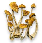 martinique-shrooms-e1731618839331
