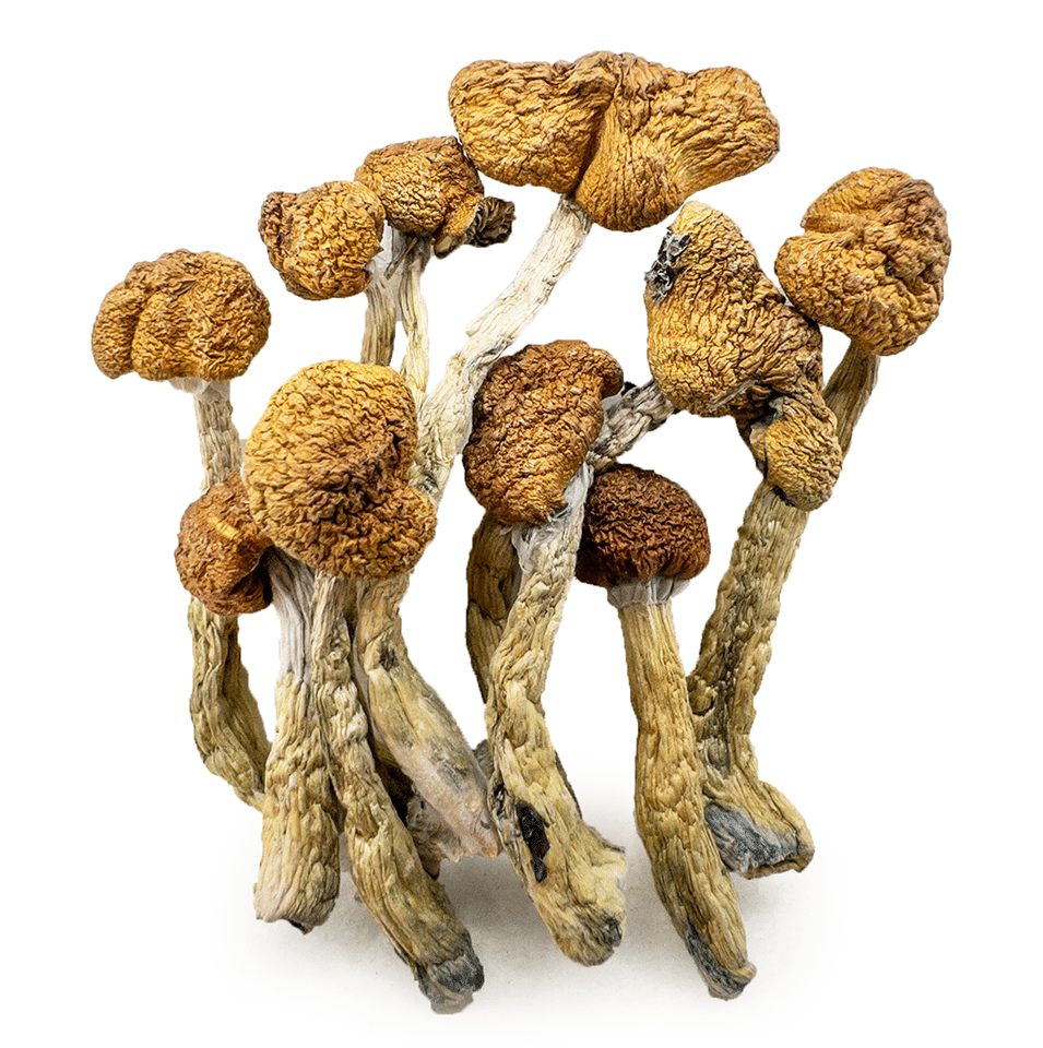 mazatapec-shrooms-0319-e1742490456260 mazatapec shrooms