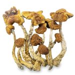 mexicana-shrooms-0112-e1705105120207