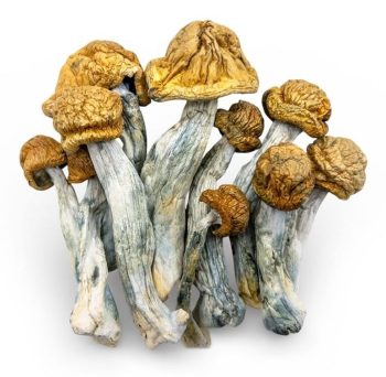 penis envy shrooms