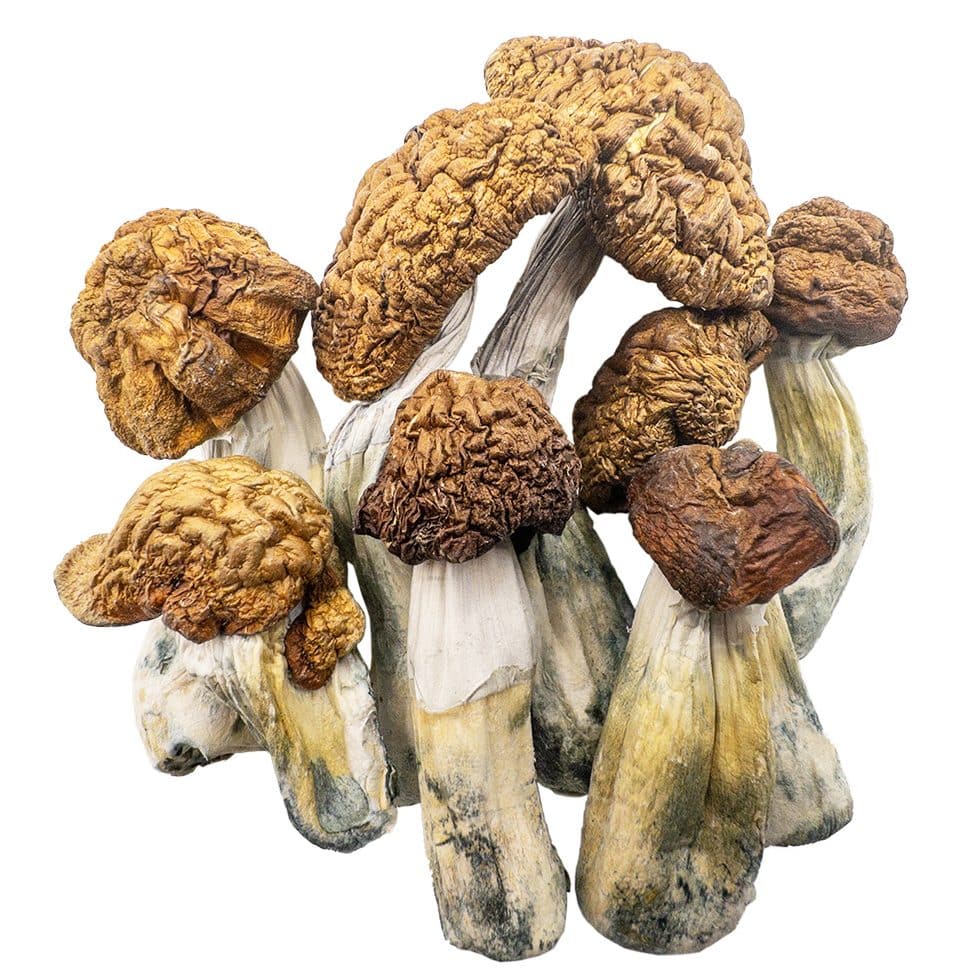 tidal-wave-shrooms-0111-e1705016869489 tidal wave shrooms