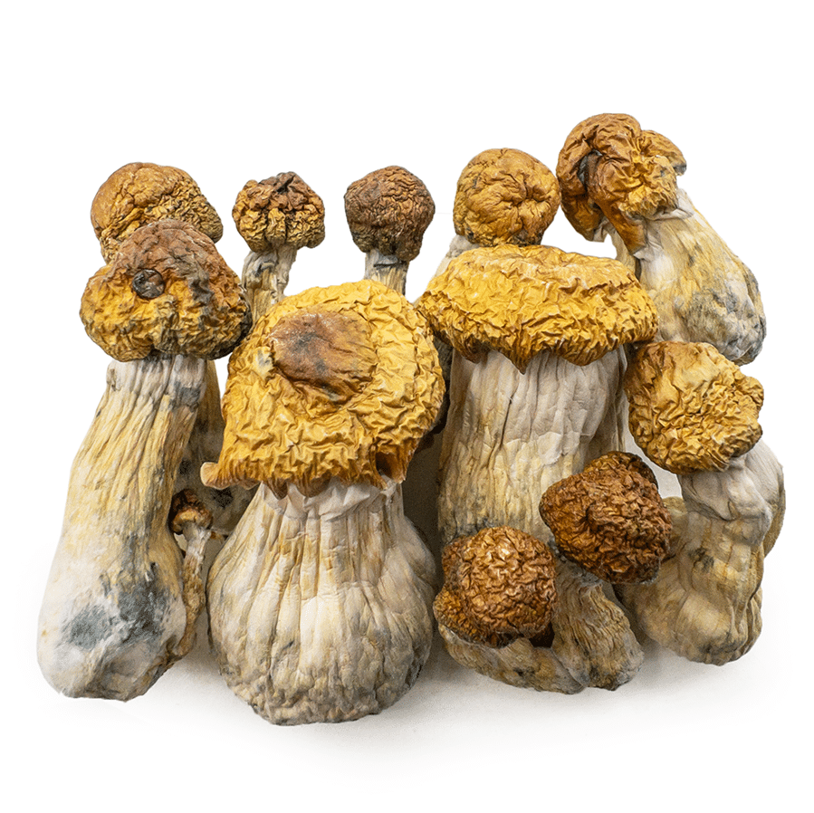 trans-envy-shrooms-0319-e1742490428294 trans envy shrooms